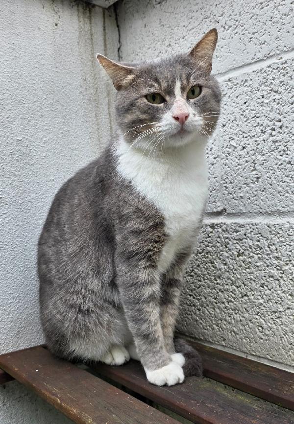 MOD  GATTINO  Foto 3